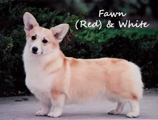 Golden Gate Pembroke Welsh Corgi Fanciers