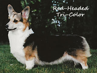 Red Headed Tri