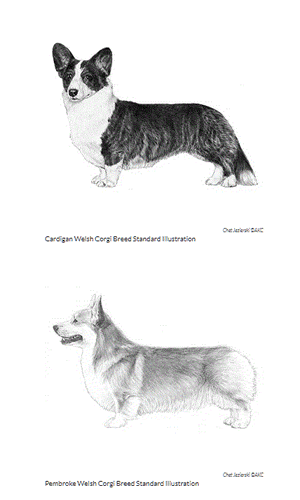 Different Corgis