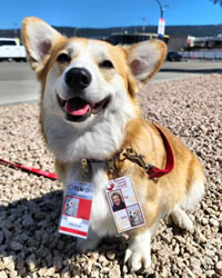 Therapy Corgis