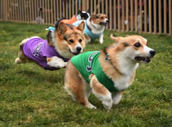 Corgi Races