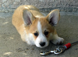 Training your corgi