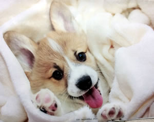 Corgi puppies