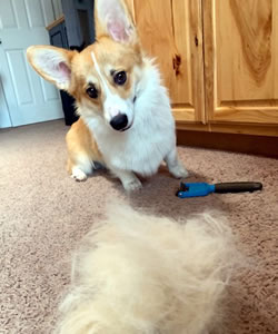 Golden Gate Pembroke Welsh Corgi Fanciers