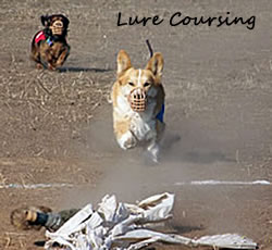 Lure Coursing