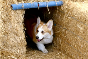 Barn Hunt